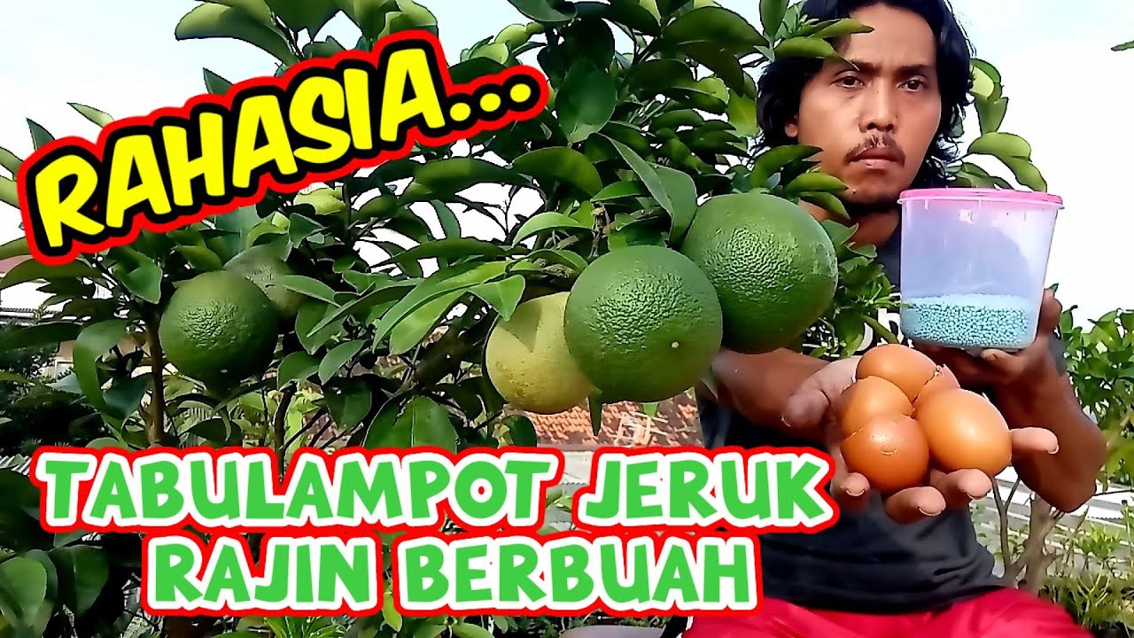 Cara Membuahkan Jeruk Di Dalam Pot Agar cepat Berbuah