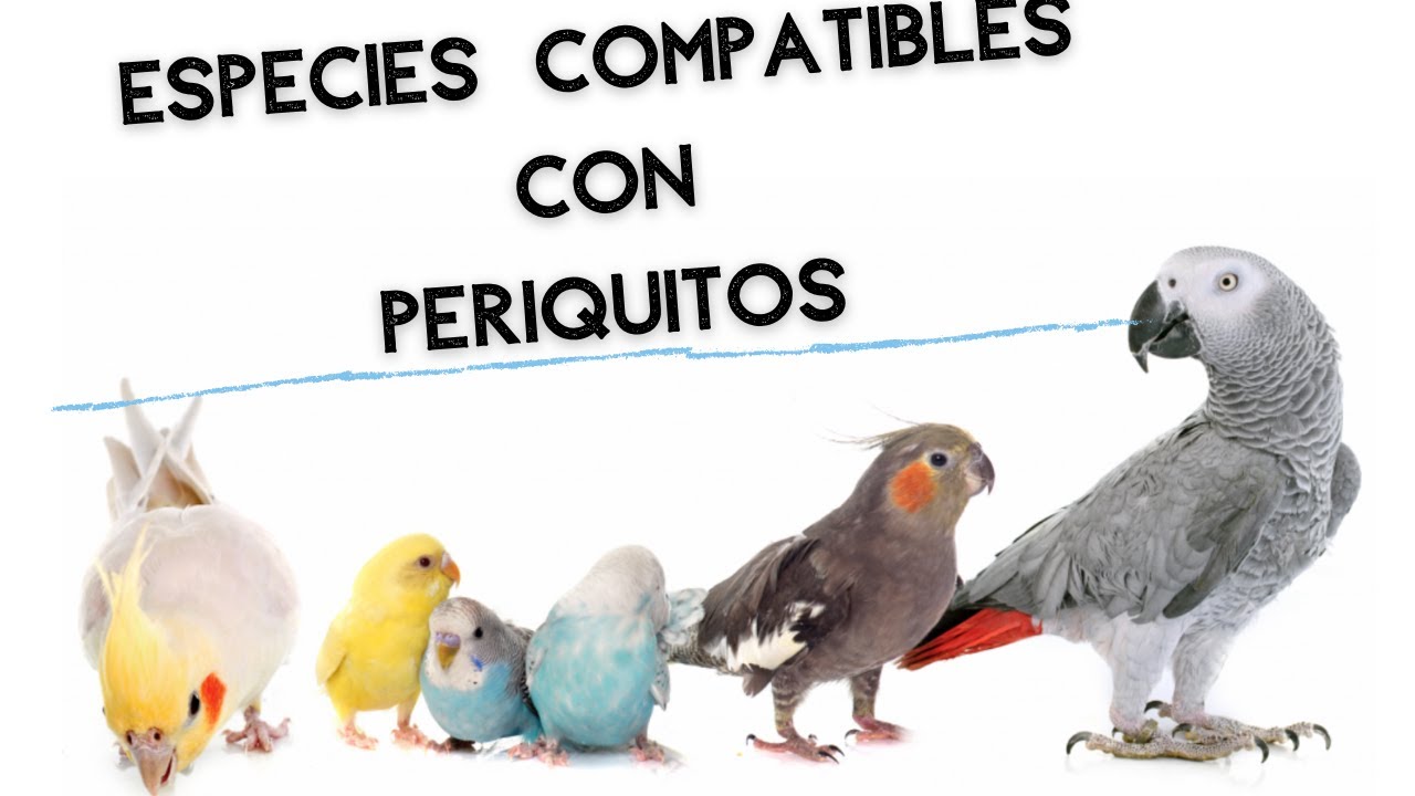 Especies que pueden convivir con periquitos