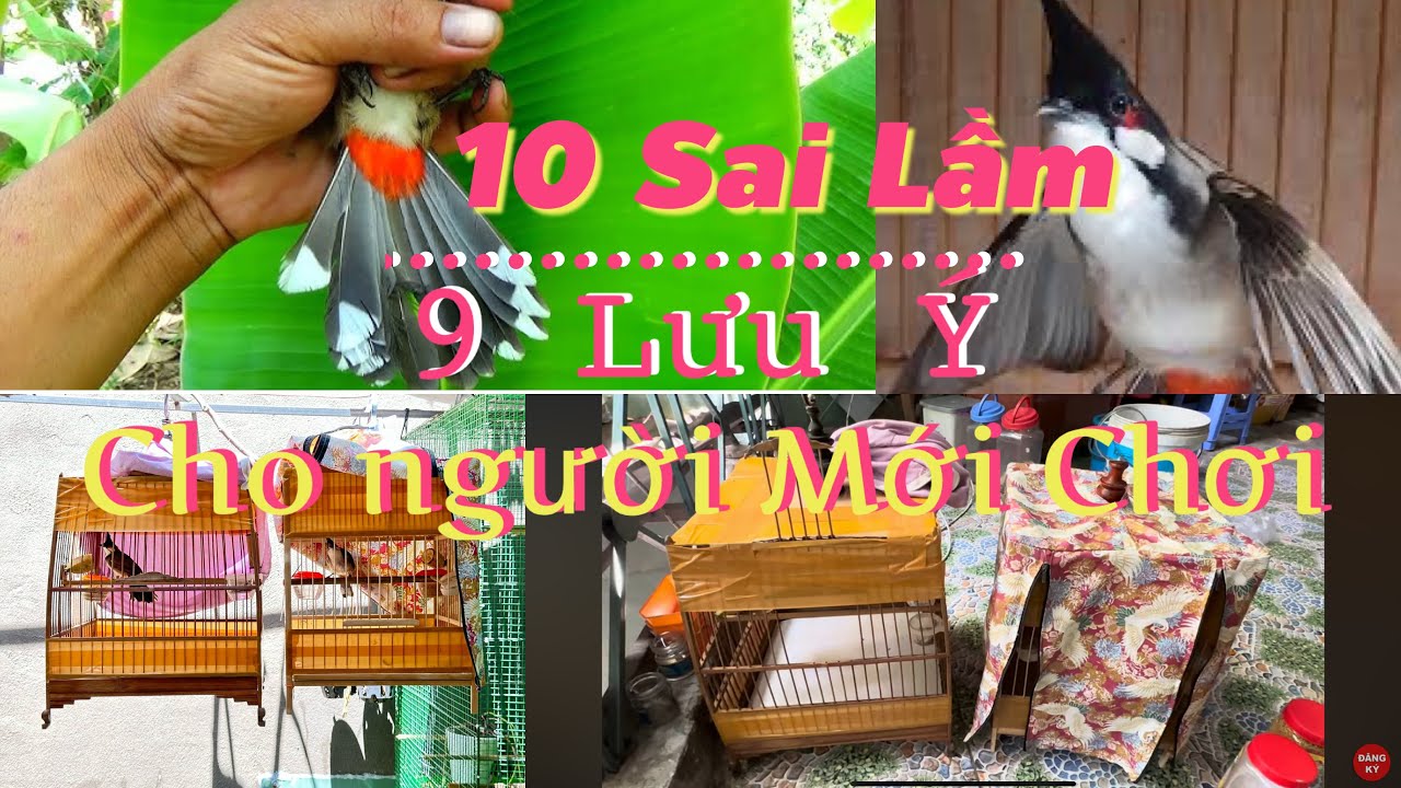 AE Mới Chơi Chào Mào Thì Nên Xem Video Này, Những Sai Lầm Hay Gặp Phải Khi Mua Chim Bổi Về Thuần