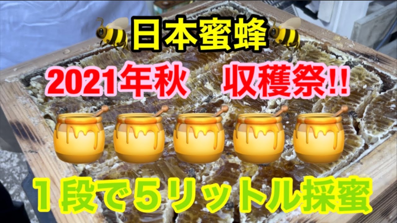 【日本ミツバチ】2021年秋はちみつ採取動画🍯巣蜜が最高に美味い‼️