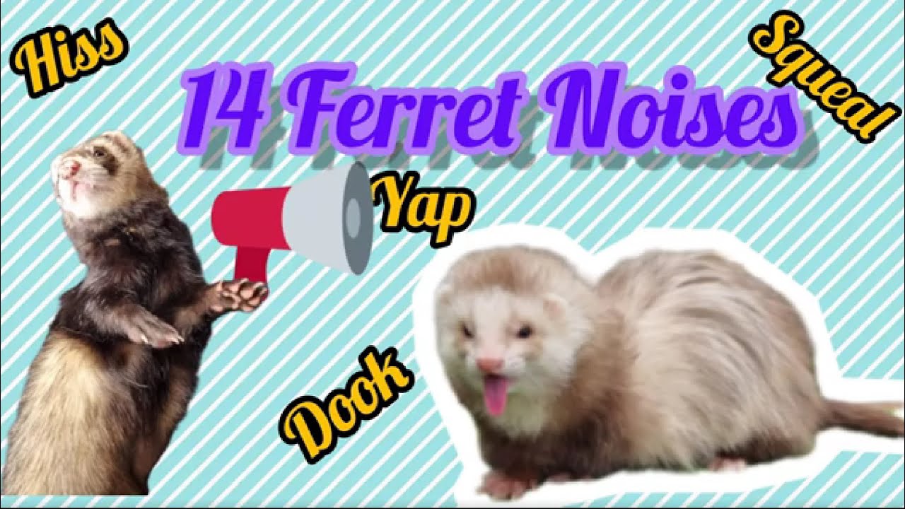 14 Different Noises from Ferrets! With Explanations