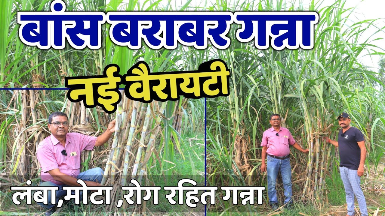 बांस बराबर गन्ना | नई वैरायटी Ganna New Variety | Ganne Ki Nai Variety | Sugarcane Evergreen world