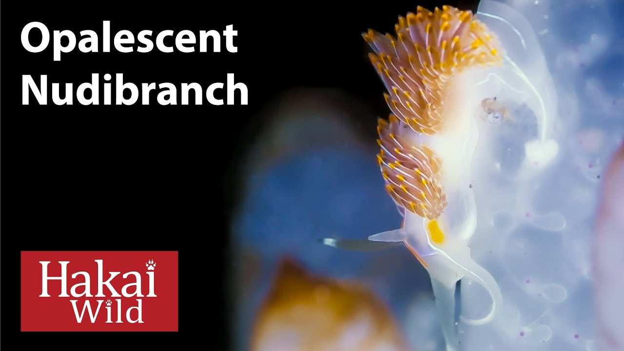 Under the Dock: Opalescent Nudibranch | Hakai Wild
