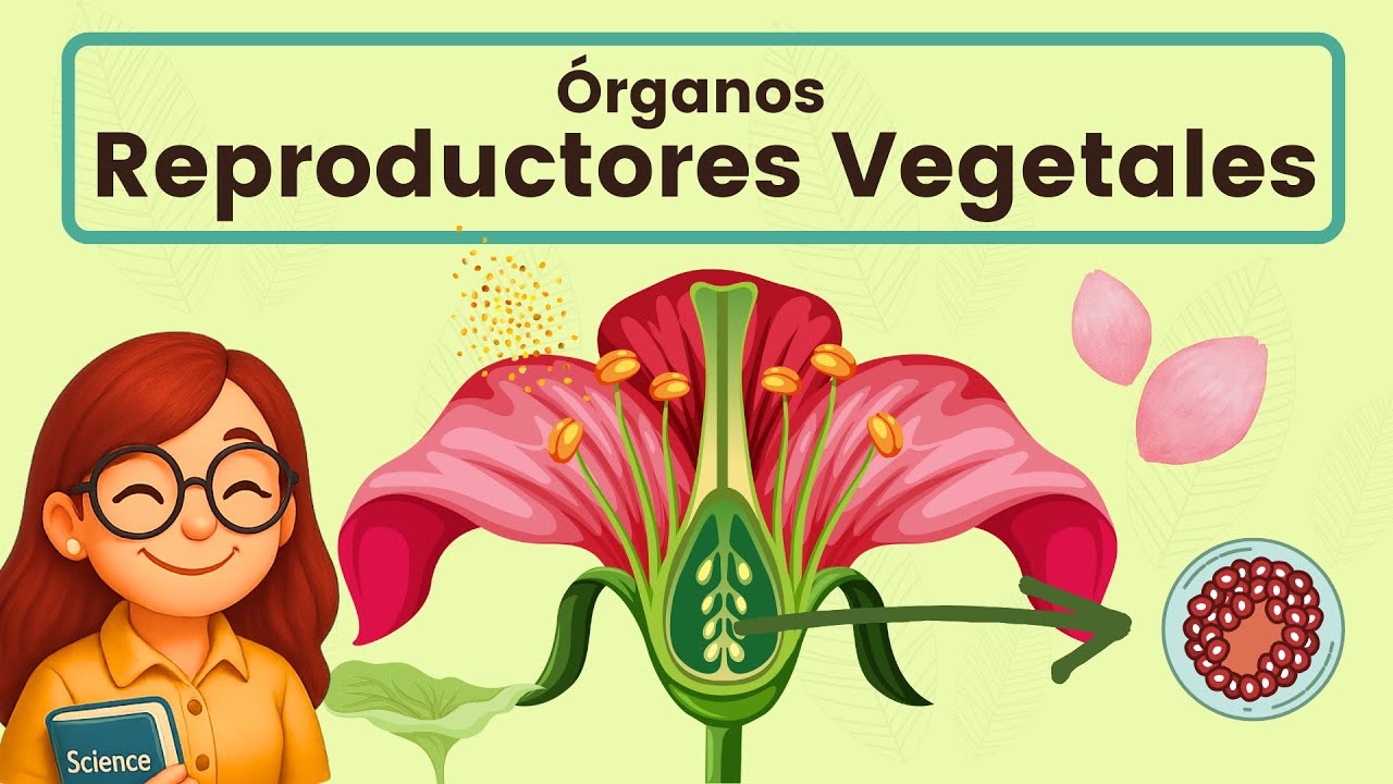 Órganos Reproductores Vegetales 🌸
