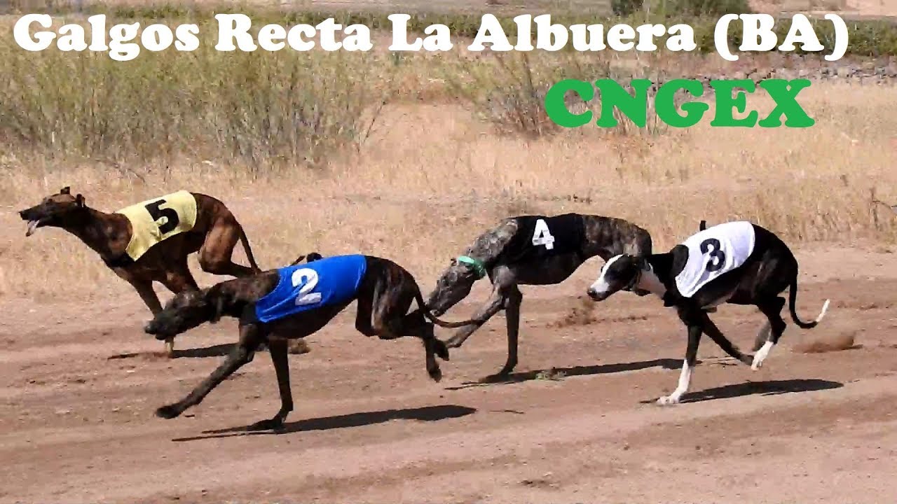 🏆 Carrera de galgos recta del CNGEX en la Albuera, septiembre 2019