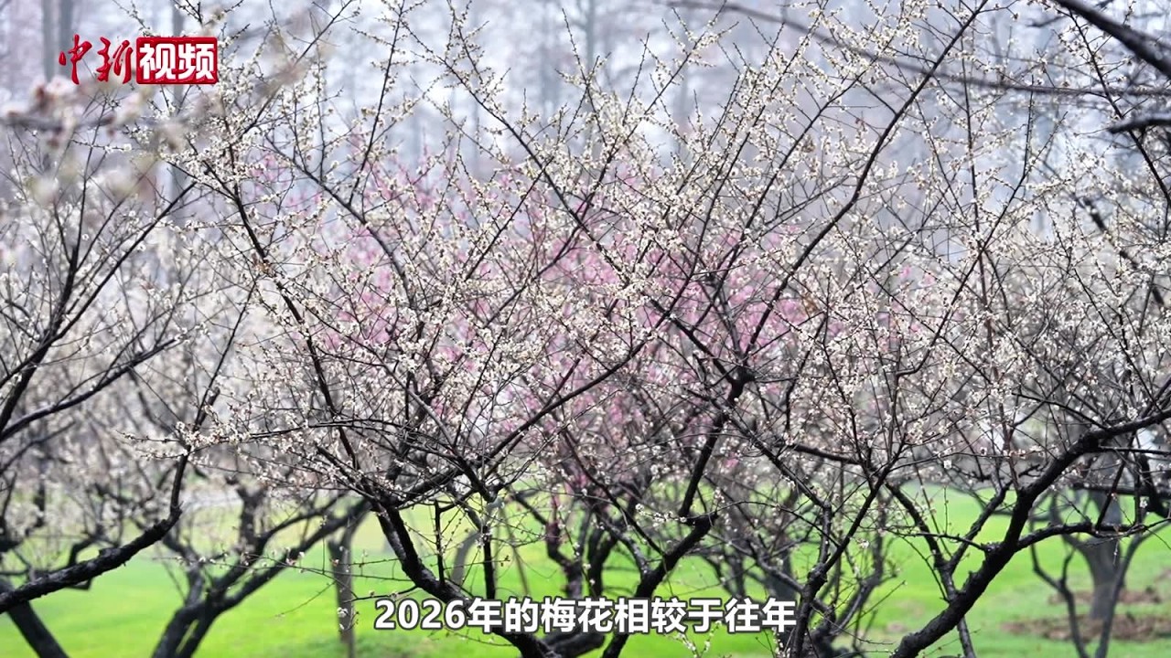 2026武汉东湖梅花展开幕：梅景焕新 邀客共赴“梅”好