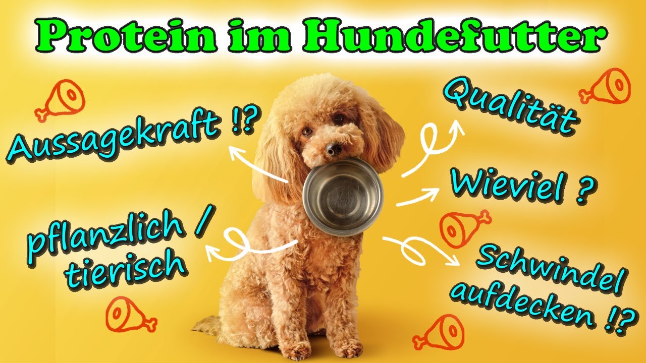 Rohprotein im Hundefutter - ist es überhaupt aussagekräftig? Und wieviel Rohprotein Anteil ist gut?