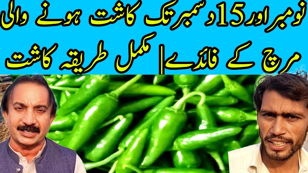 نومبر اور15دسمبر تک کاشت ہونے والی مرچ کے فائدے| مکمل طریقہ کاشت 