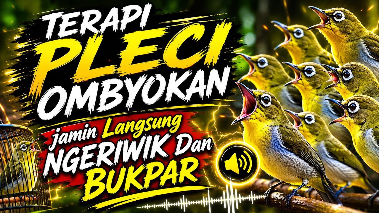 Terapi pleci ombyokan agar cepat ngeriwik❗❗gacor buka paruh