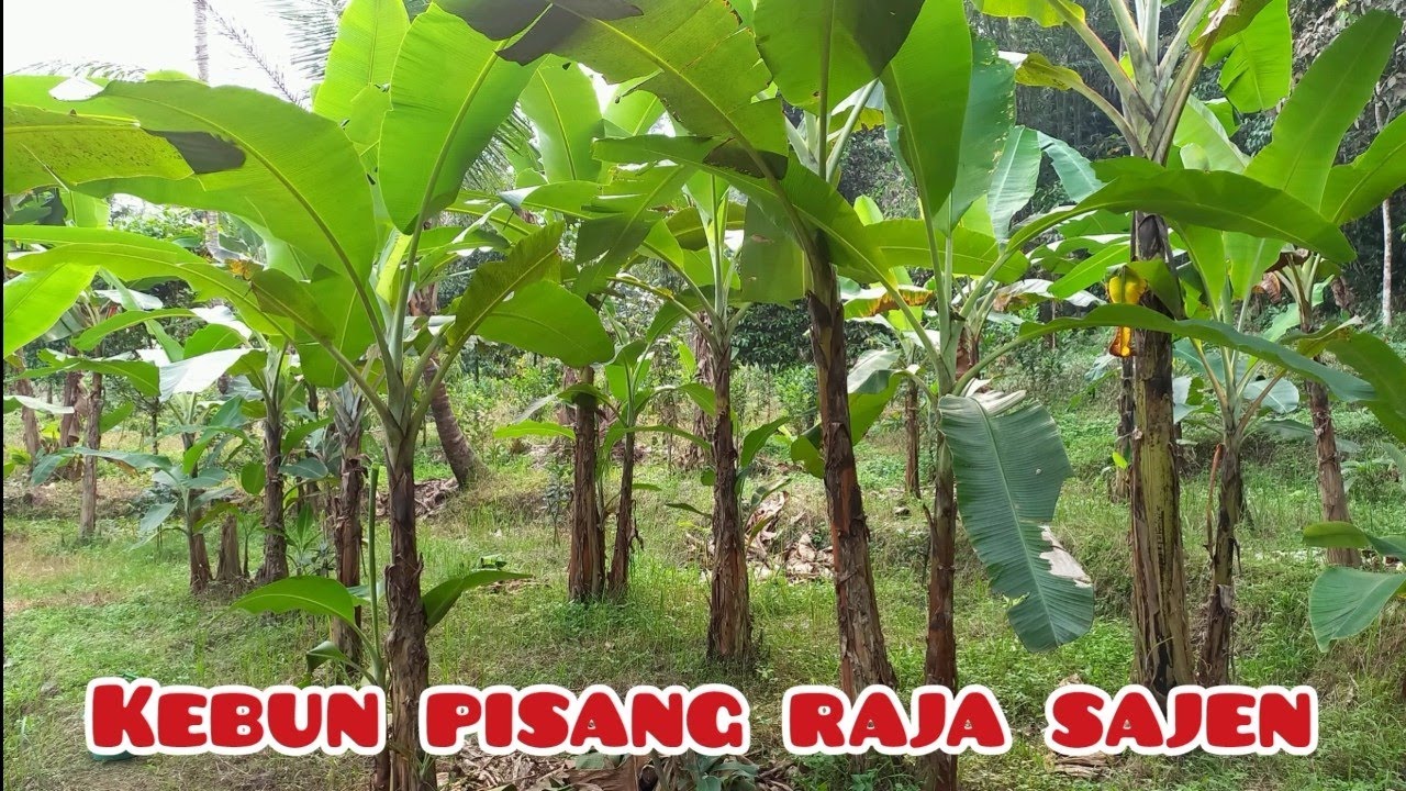PERKEMBANGAN PISANG RAJA SAJEN ll RAJA BULU PERTUMBUHANNYA SUBUR