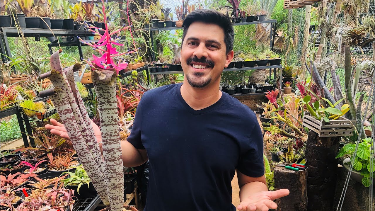 Live no jardim! (02) - Bromélias, Coleus, Leilão, Achimenes e mais!