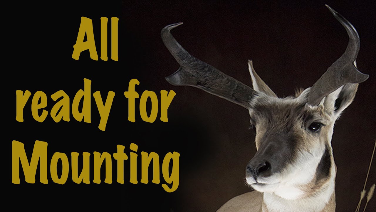 Antelope Pedestal Mount. Part 3 of 3... Mounting. Art of Taxidermy