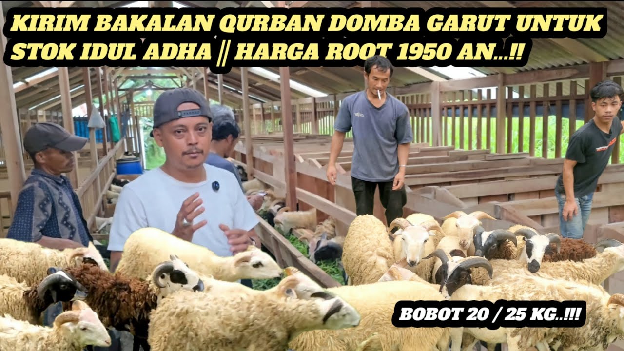 BAKALAN DOMBA GARUT!! PESAN UNTUK STOK IDUL ADHA 2026