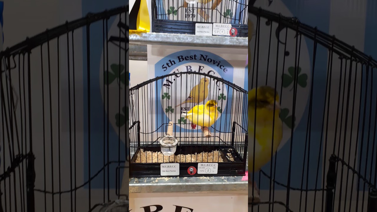 Border canaries MUBFCC Show 2019,7 best Novice.