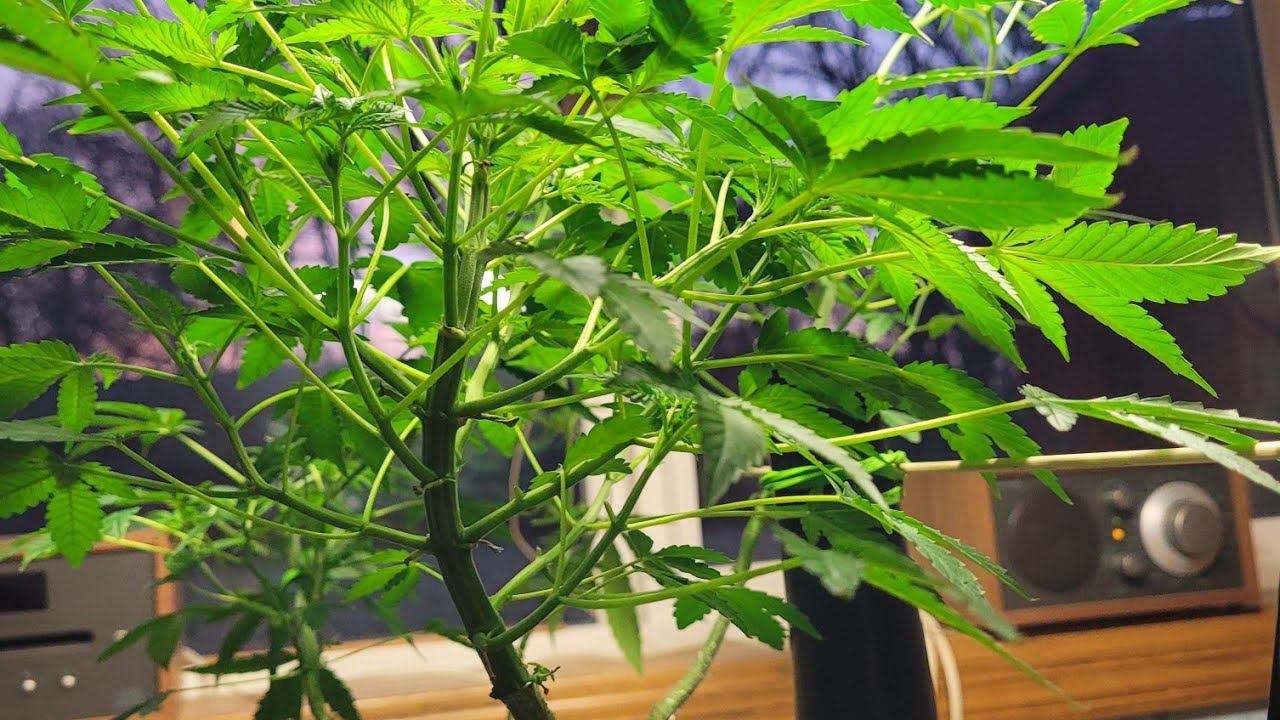 1 x 2 Tabletop Hydroponic Home Cannabis Grow Side by Side Update after Top Dress - Fantastic Growth