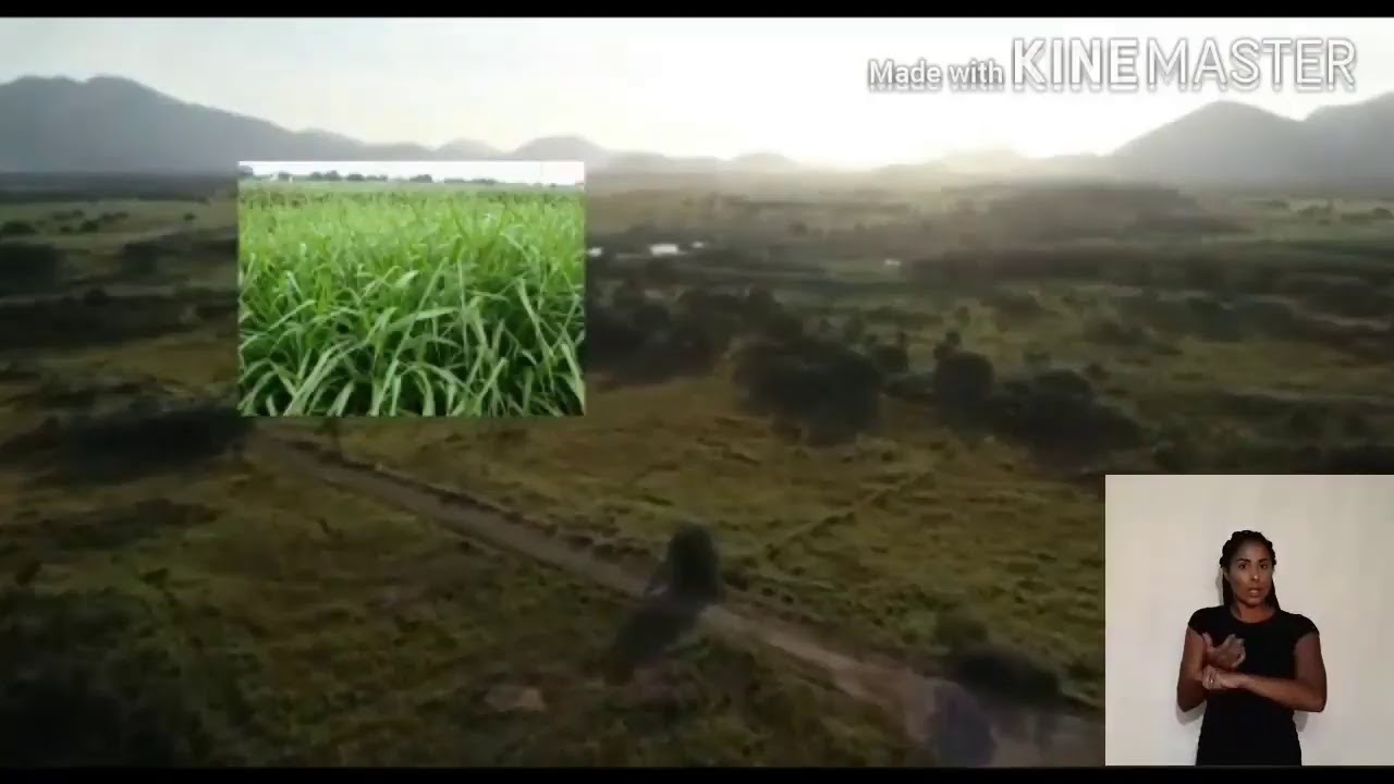Historia de Nilopolis