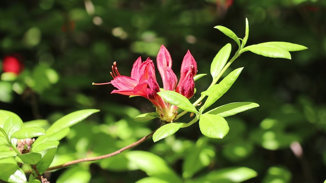 Clingendeal Park in Springtime, The Hague, Netherlands - May 15, 2019