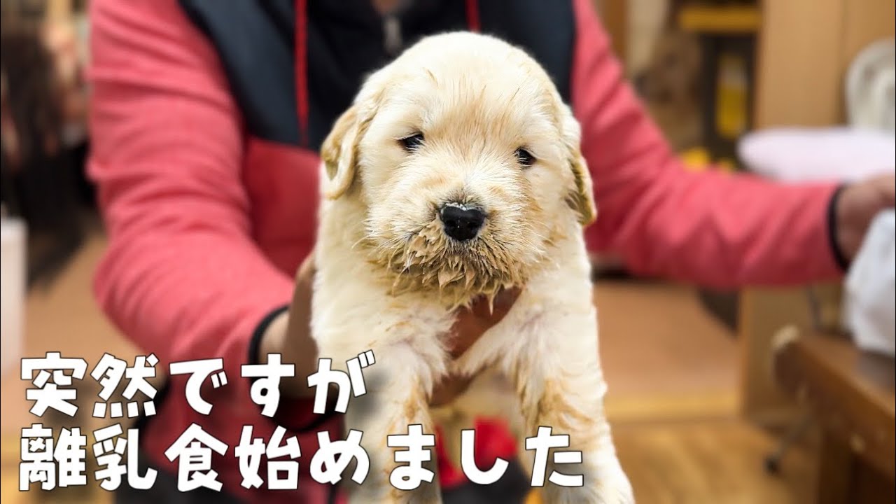 【生後23日24日目】ぺんこ氏の目の具合とゴルパピ成長記【みんなでストーカー】