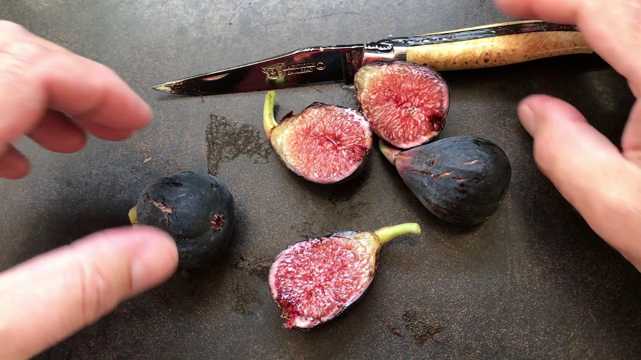french fig farm:  Violette de Bordeaux