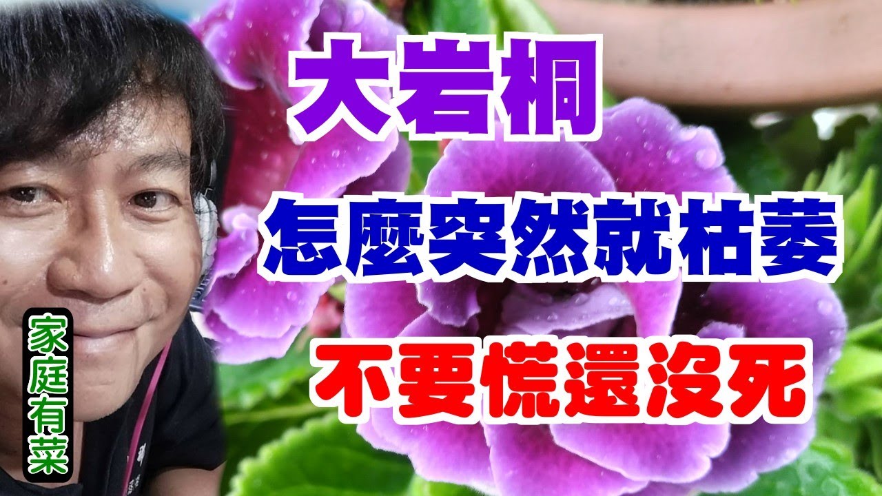 【家庭有菜】了解大岩桐的特性與種植，再也不會只是開完花就死掉了。