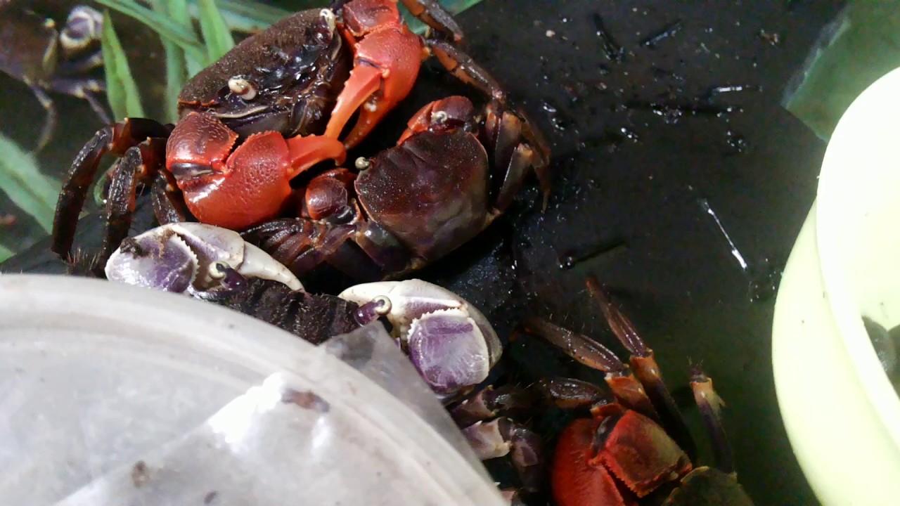 Kepiting langka/rare crab: neosarmatium smithii dan rotundifron