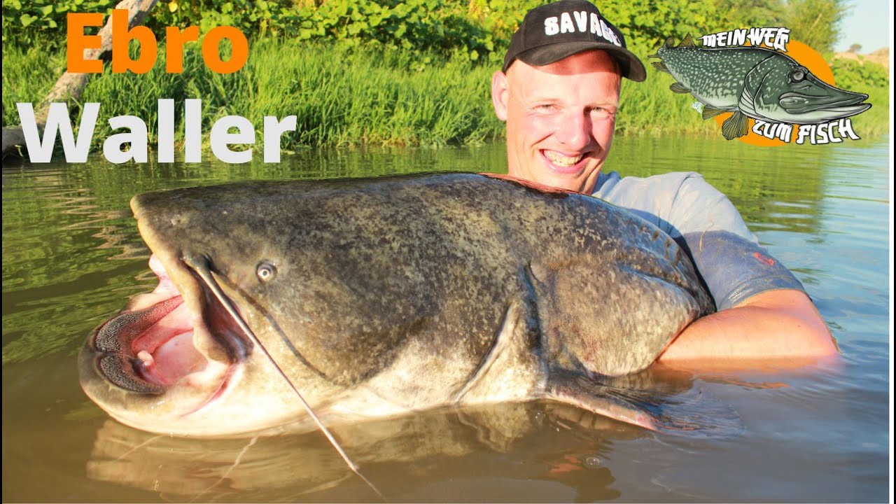 Abenteuer Ebro Waller Teil 1 - Welsangeln in Spanien