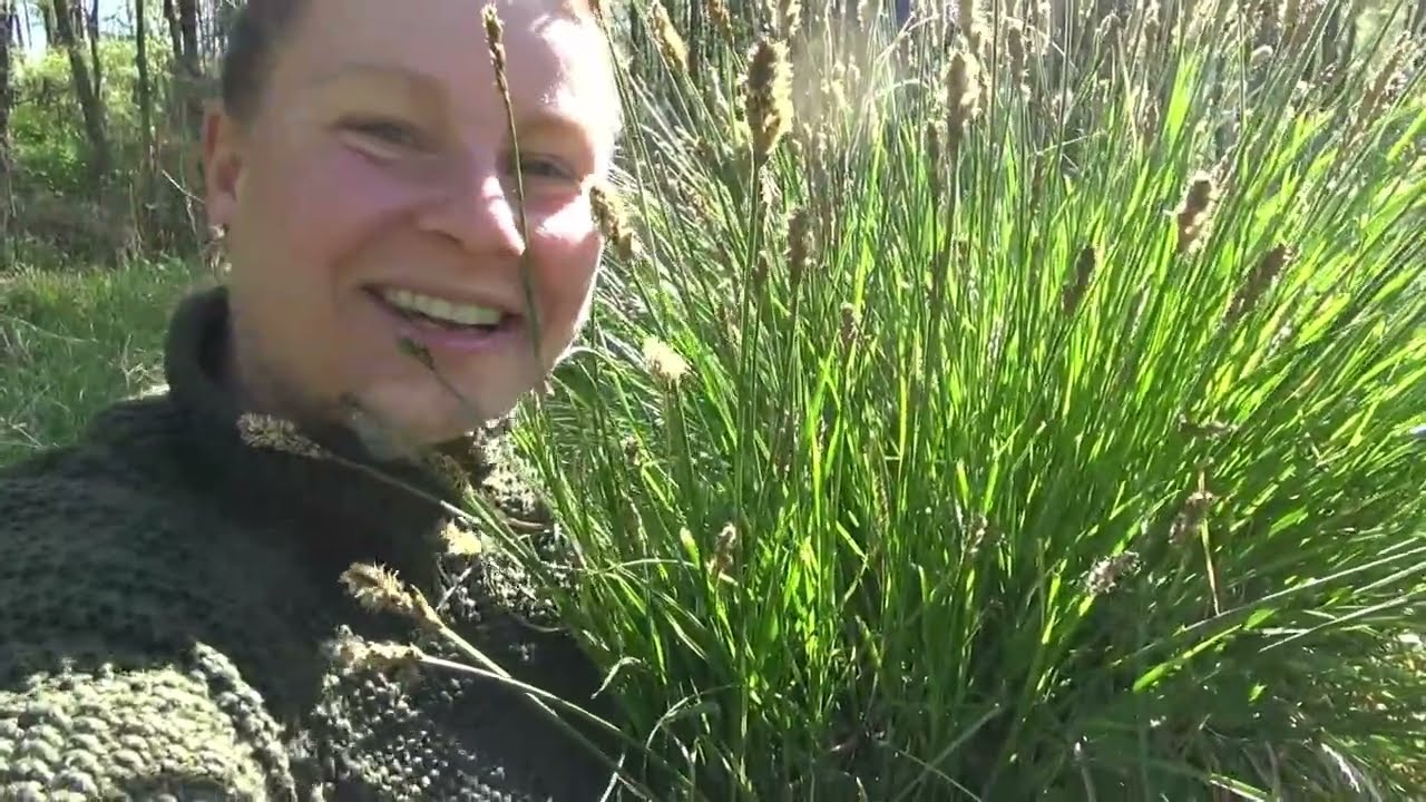 Abażur z trawy/Przycinam i palikuje drzewka.