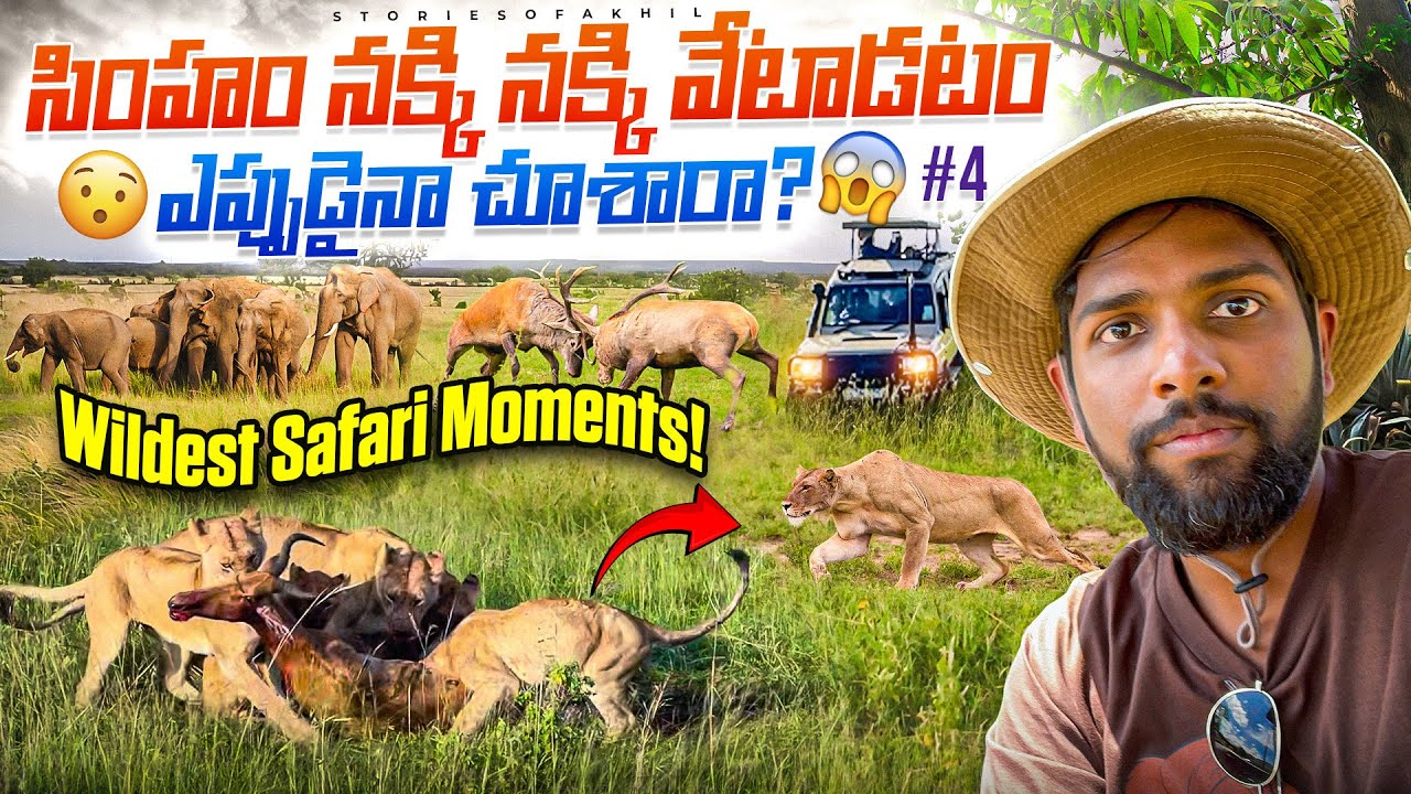 Lion Hunt🦁 + Elephant Encounters 🐘 | Bachelor Impala Fight 🦌 | Maasai Mara, Kenya | Stories of Akhil