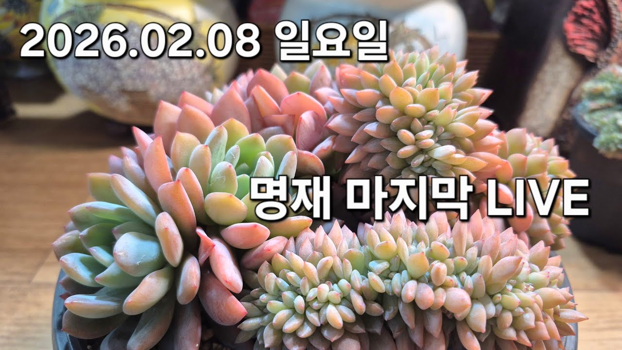 고양 구름다육 라이브 방송