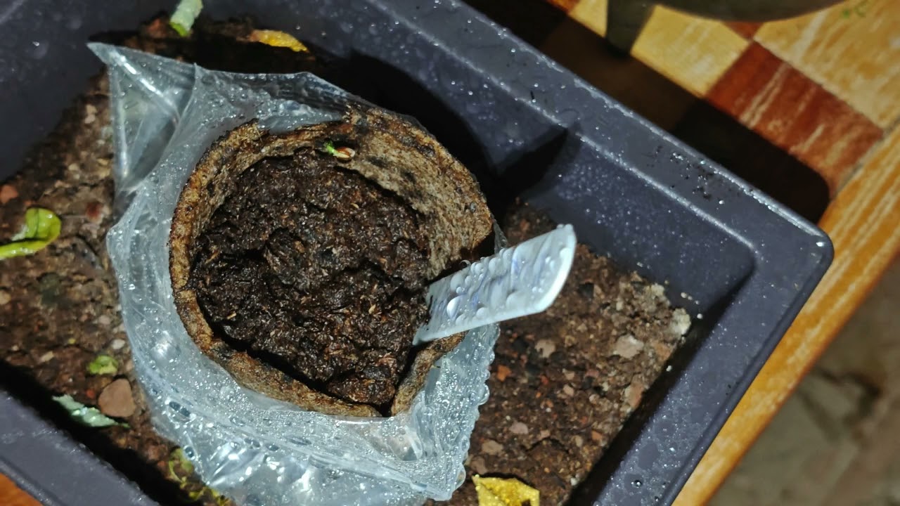 Bonsai -  Abete Rosso  Norvegese - Nascita