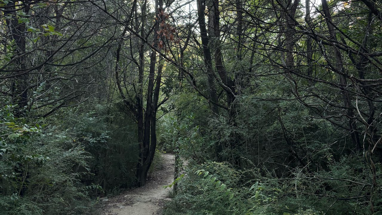 Acknowledge The Living Creations Around You 
