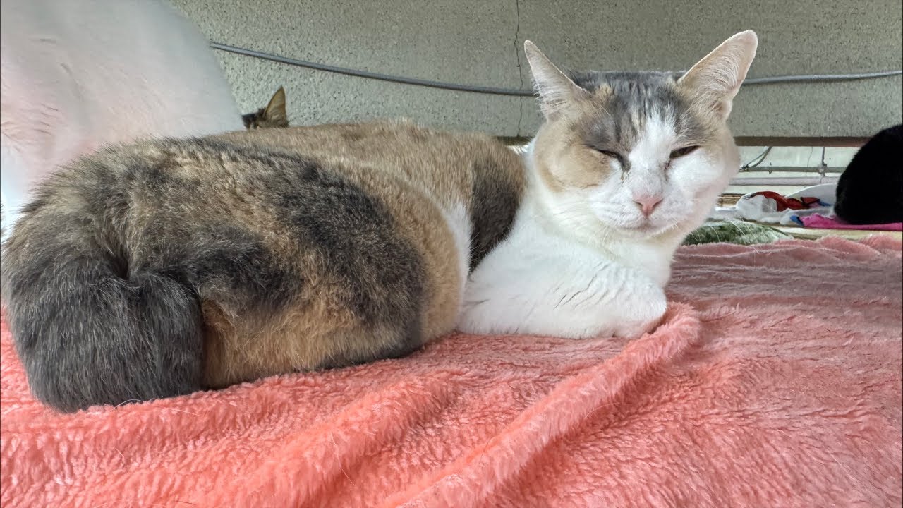 Ayame, who overcame breast cancer, found a new home with Button!
