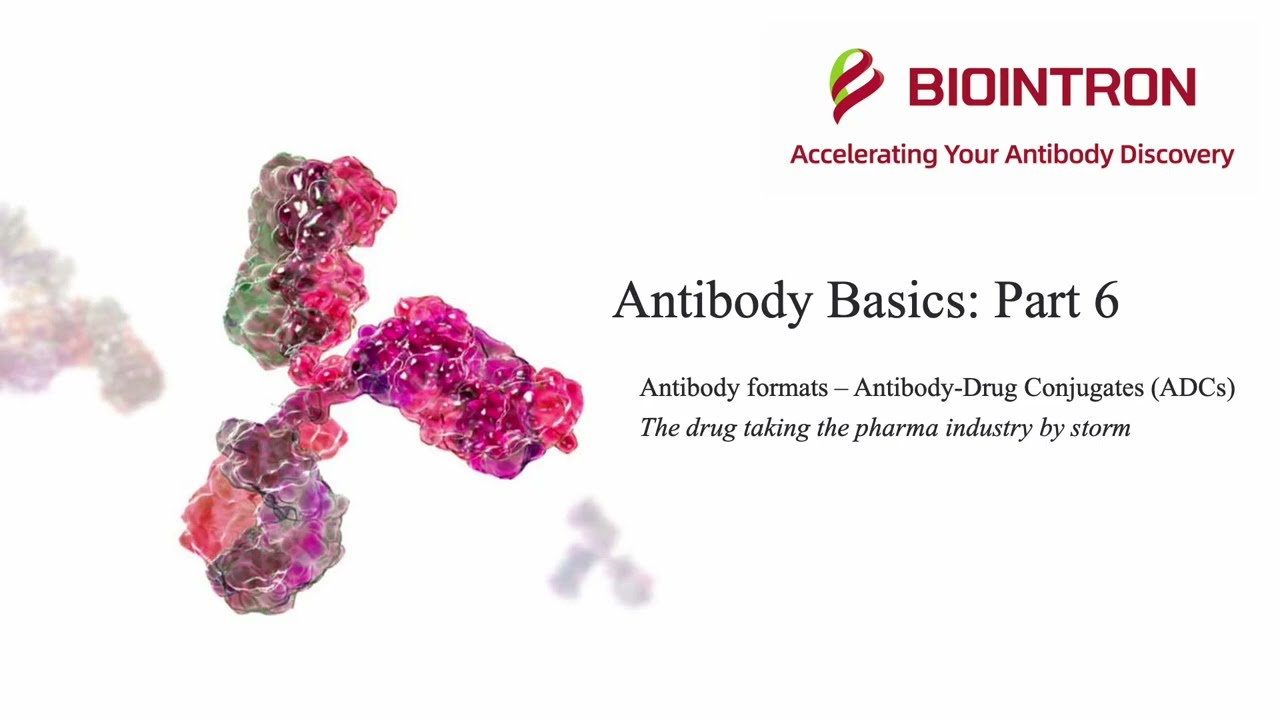 Antibody Basics: Part 6 - Antibody formats: Antibody-Drug Conjugates (ADCs)