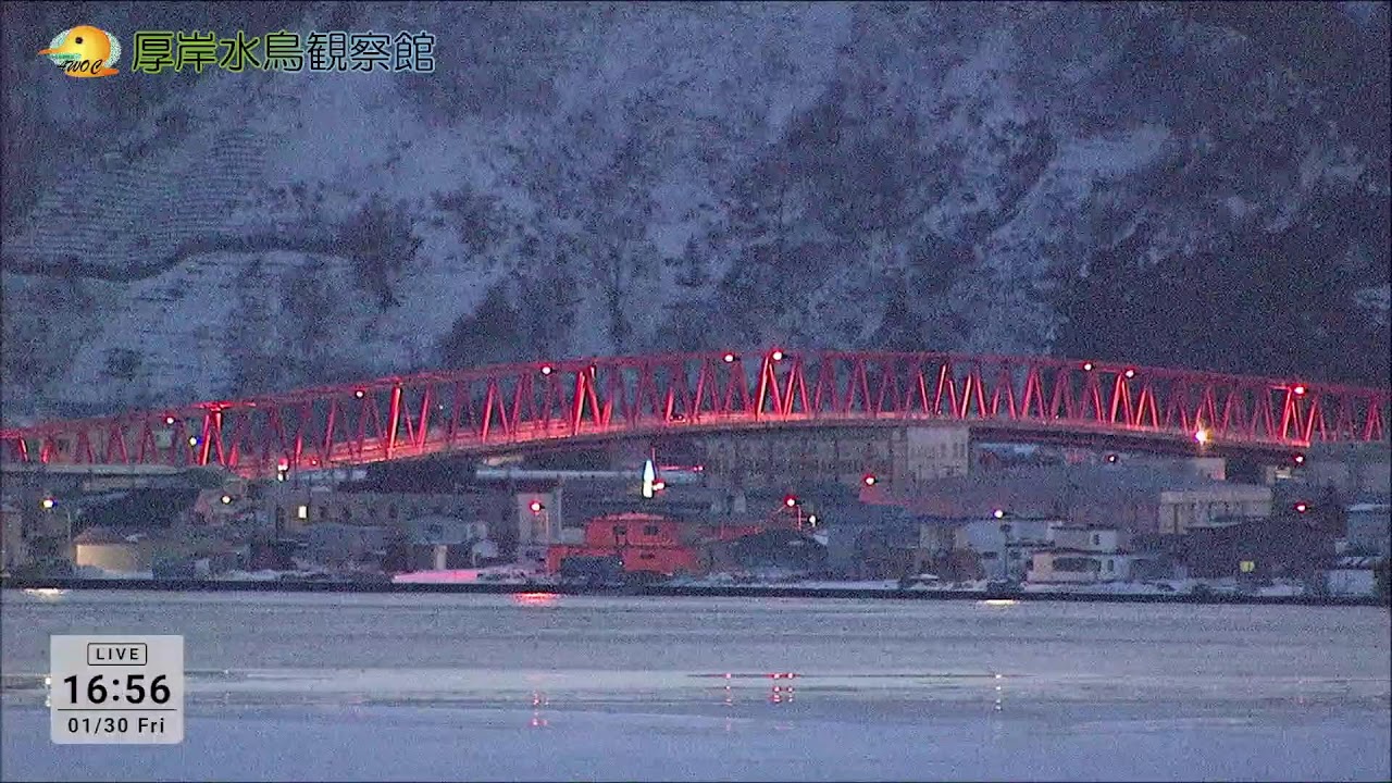 野外観察カメラのライブ配信（厚岸水鳥観察館）