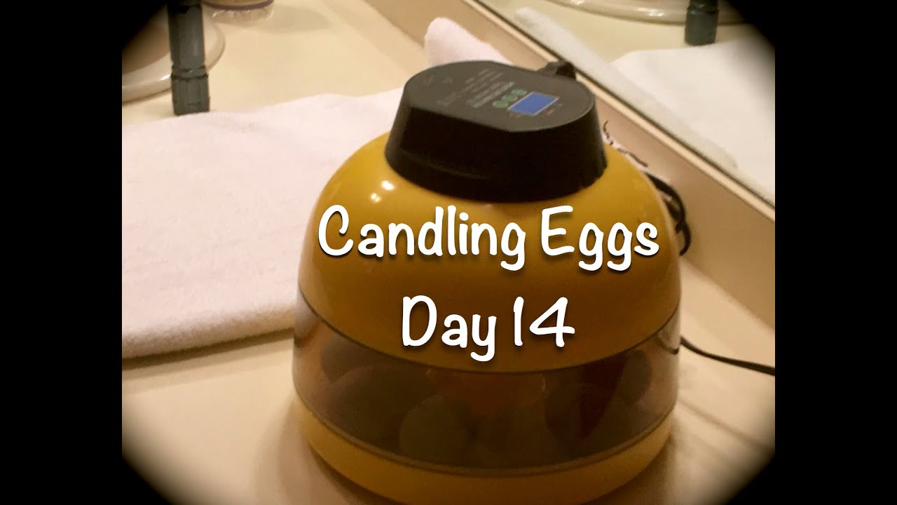 Candling Incubated Eggs-Day 14
