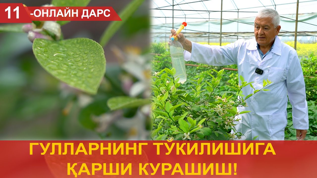 Лимон гулларининг тўкилишига қарши курашиш!