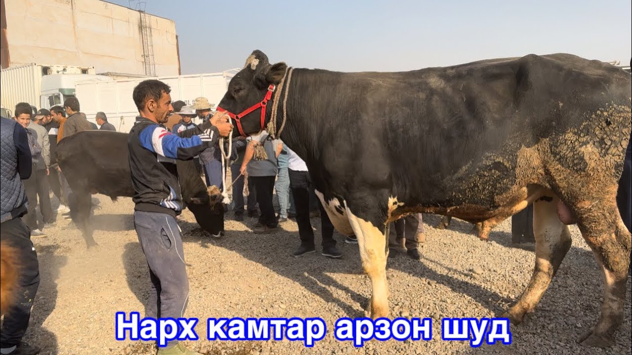 Молбозори Душанбе нарх каме арзон шуд,          1 октября 2025 г.