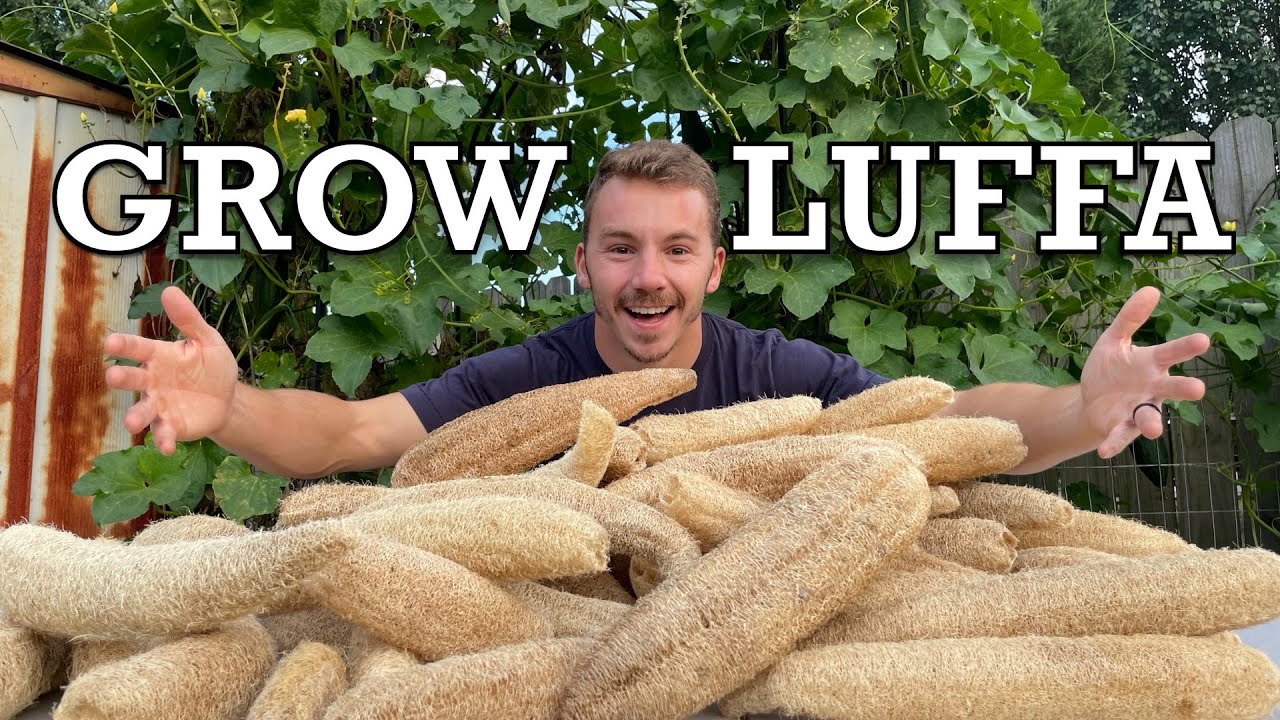 The Complete Luffa(Loofah) Growing Guide | What You Didn’t Know About Growing Luffa