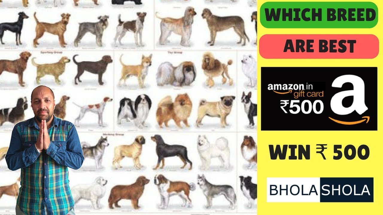 Pet | Dog | Puppy | Breeds | Breedings - Which breed Are Best - Bhola Shola | Harwinder Singh Grewal