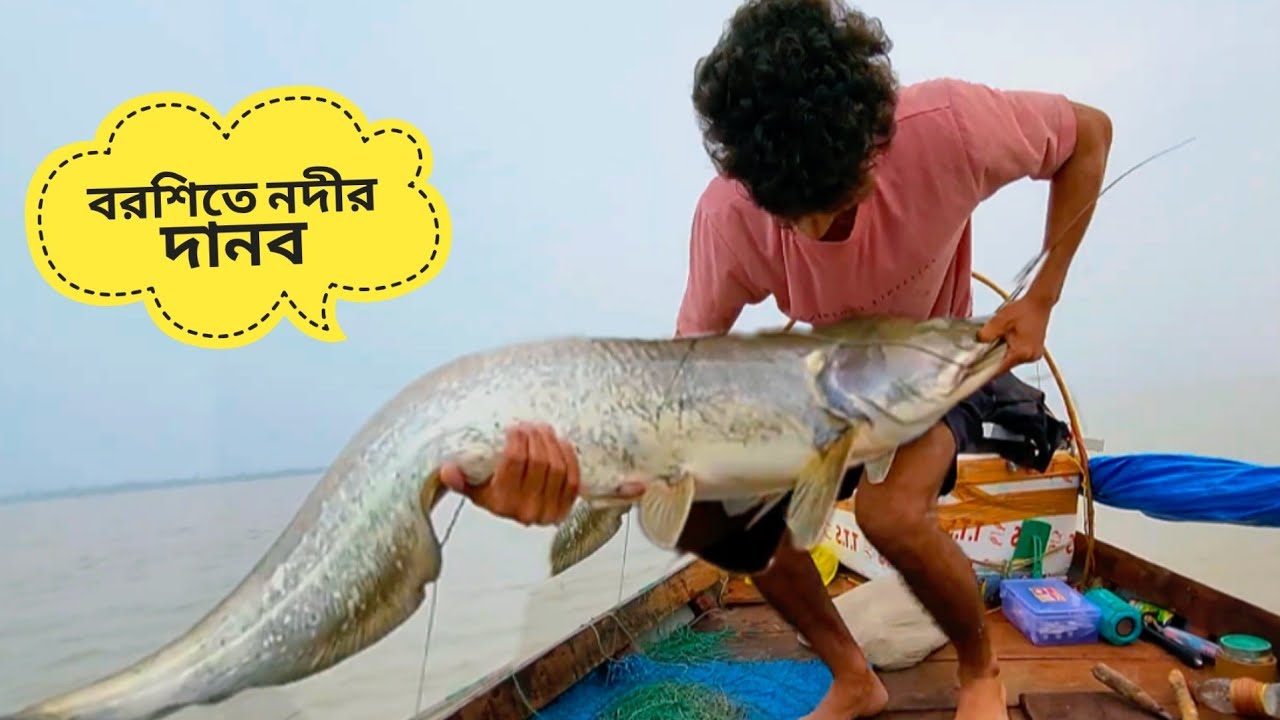 বরশিতে ২০ কেজির দানব বোয়াল! | Giant Boal Fish Caught by Hook