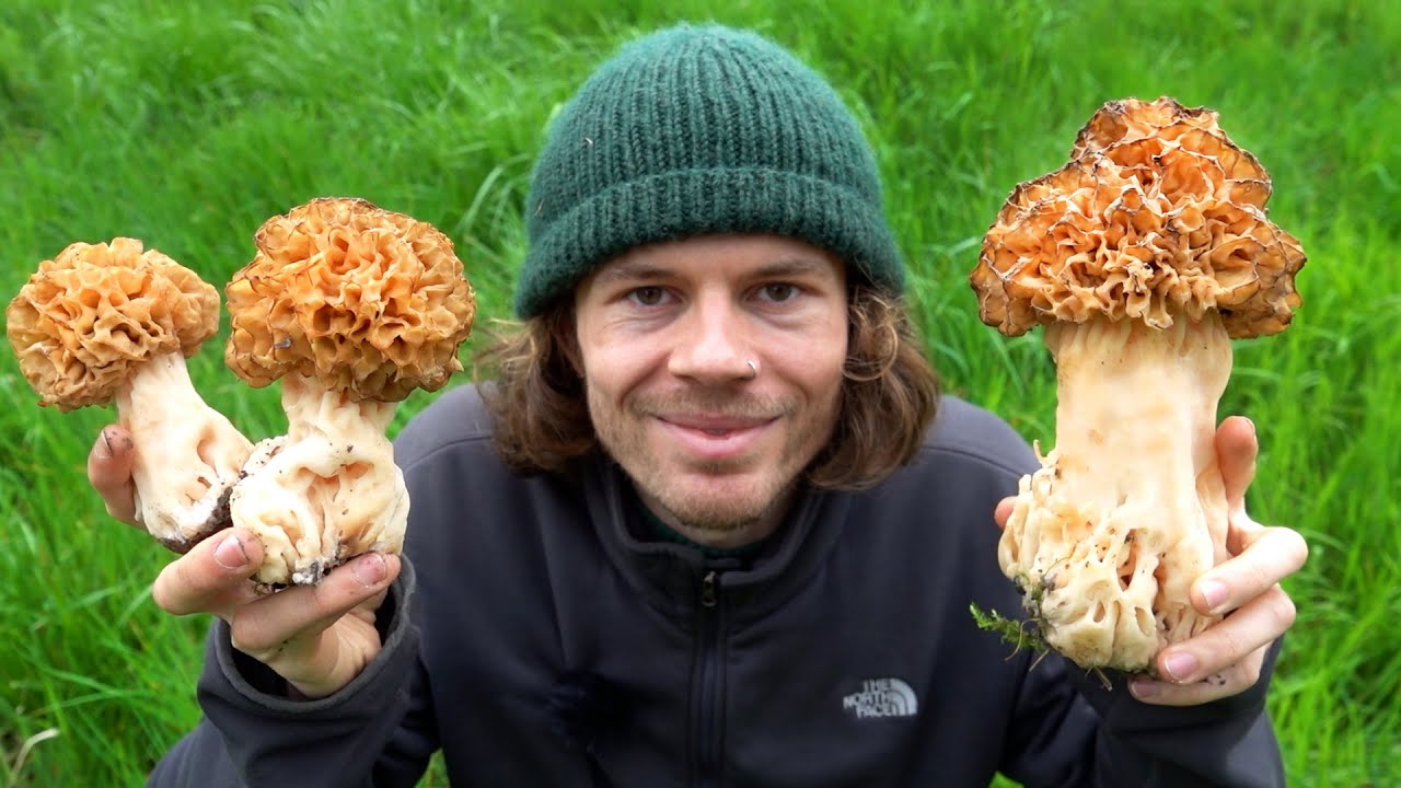 Mega Morcheln und massig Lorcheln - Frühlingspilze sammeln ohne Ende