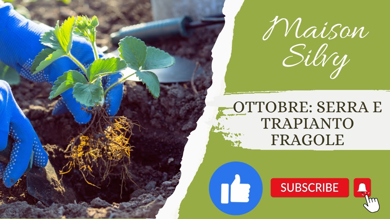 Ottobre: lavori di miglioramento della serra e trapianto delle fragole