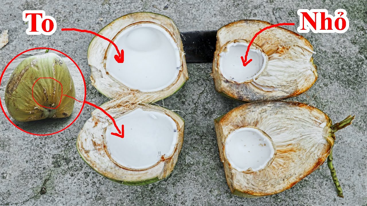 Đến Người Bán Dừa Phải Khóc Thét Khi Biết Sự Thật Này / Cách Phân Biệt Dừa Nhiều Nước & Dừa Ít Nước