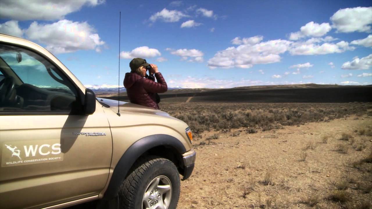 Path of the Pronghorn - WCS