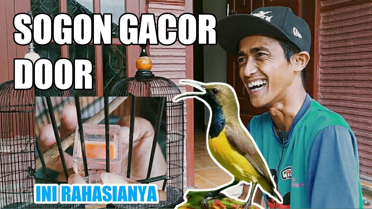 PAKAN RACIKAN RAHASIA SOGON DIJAMIN GACOR