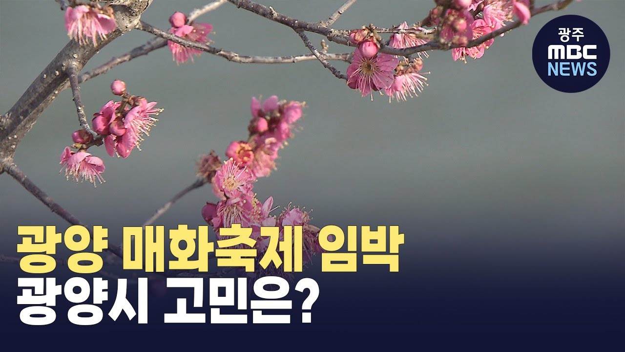광양 매화축제 임박...광양시 고민은? (뉴스투데이 2025.03.06 광주MBC)