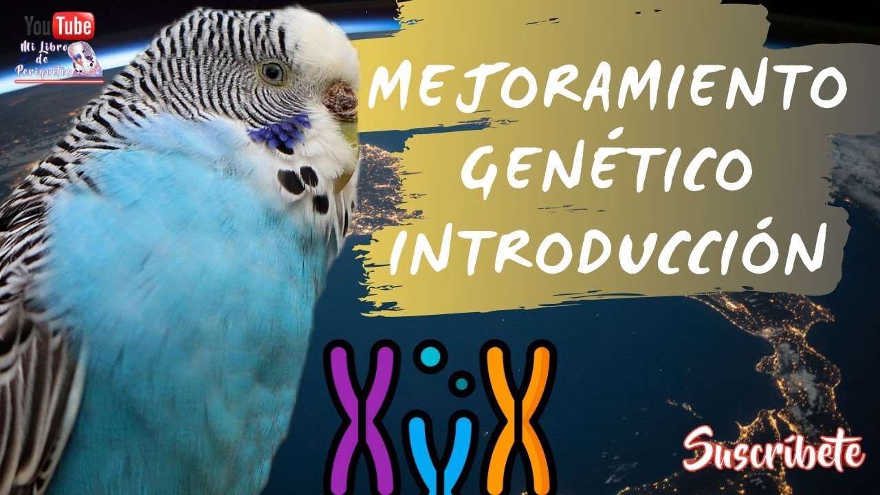 Introducción al 😱 Mejoramiento Genético en Periquitos
