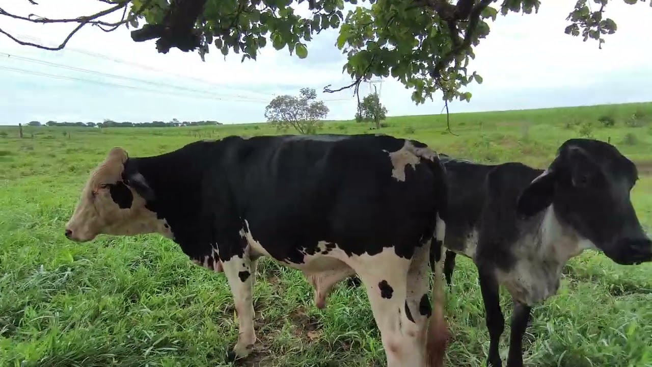 hoje  dei uma olhada   nas vaca  solteira 