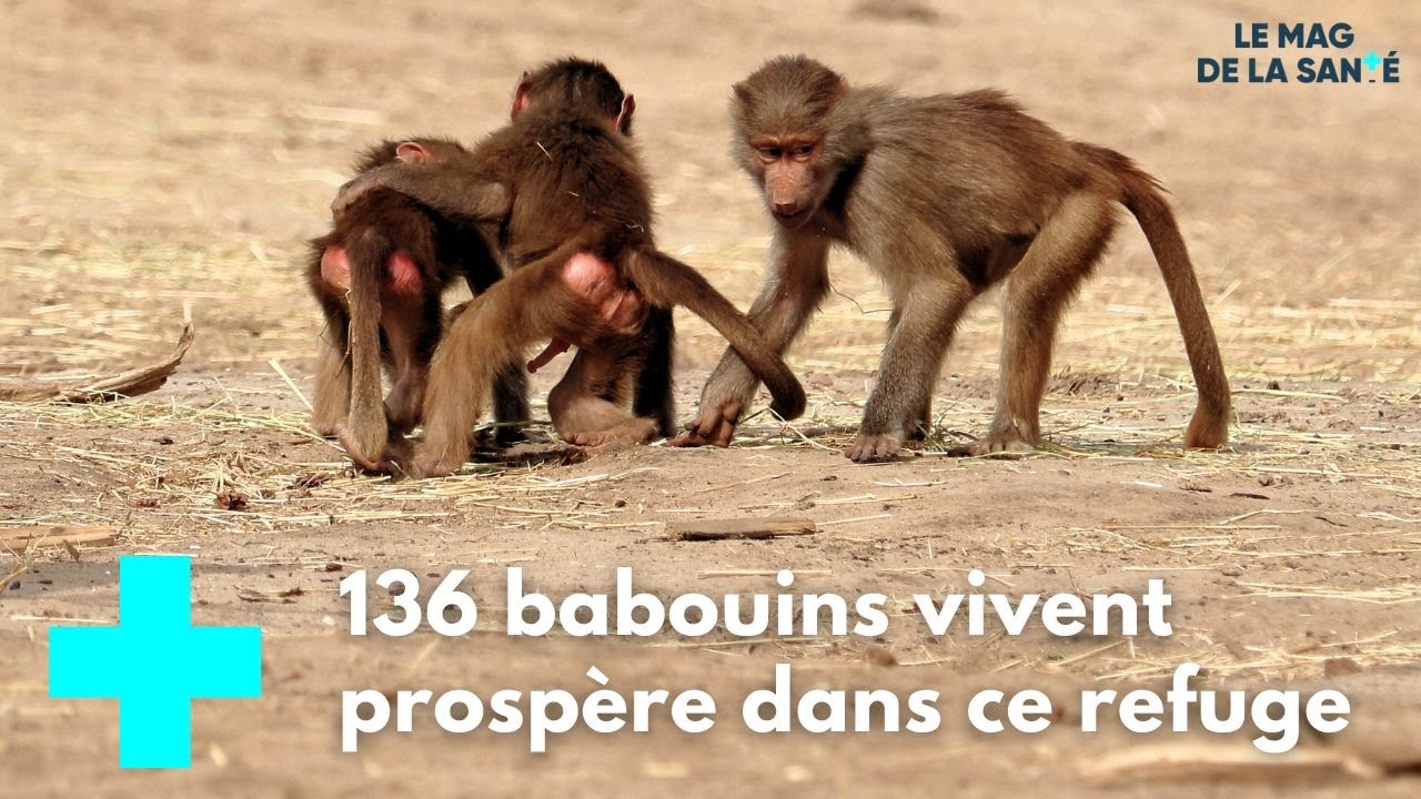 Un refuge pour des animaux en souffrance 5/5 - Le Magazine de la Santé