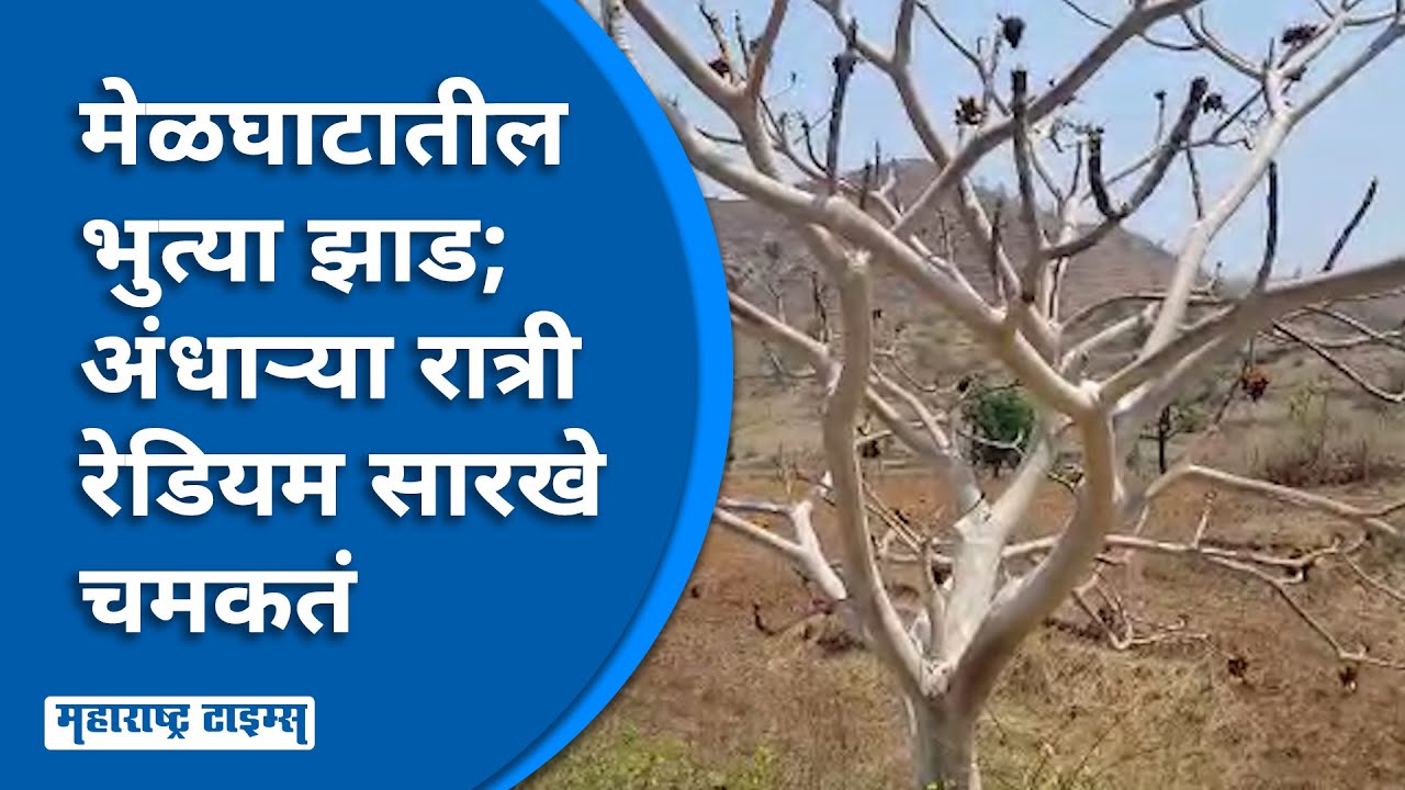 Mysterious Tree Story | मेळघाटातील रहस्यमय भुताचं झाड; दिवसातून बदलतं रंग तर अंधाऱ्या रात्री चमकतं